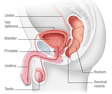 Side view of the internal structiure for a man showing the prostate